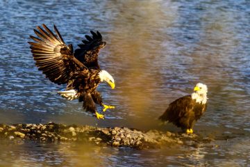 Bald Eagle