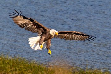 Bald Eagle