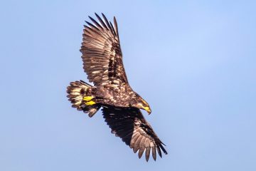 Bald Eagle