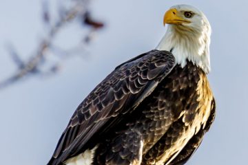 Bald Eagle