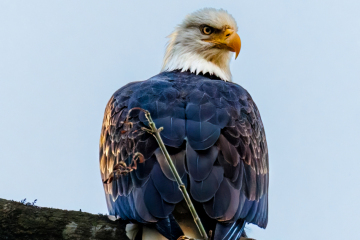 Bald Eagle
