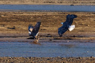 Bald Eagle