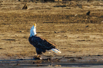 Bald Eagle