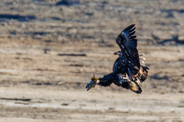 Bald Eagle