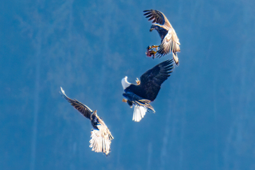 3 bald eagles fighting for a piece of salmon