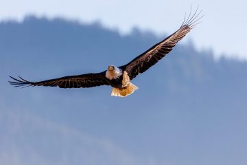 Bald Eagle