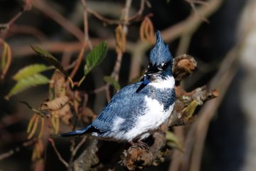 Belted Kingfisher - Male