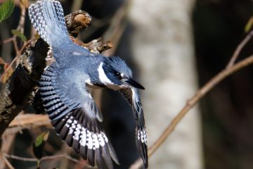 Belted Kingfisher - Male
