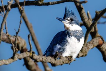 Belted Kingfisher - Male