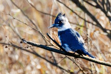 Belted Kingfisher - Male