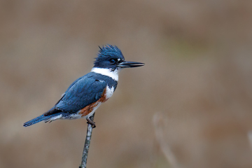 Belted Kingfisher - Female