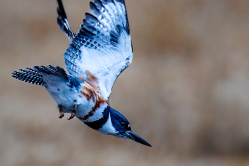 Belted Kingfisher - Female
