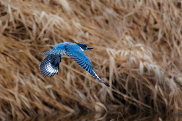 Belted Kingfisher