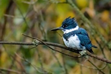 Belted Kingfisher