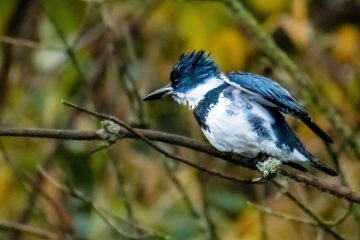 Belted Kingfisher