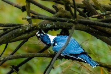 Belted Kingfisher