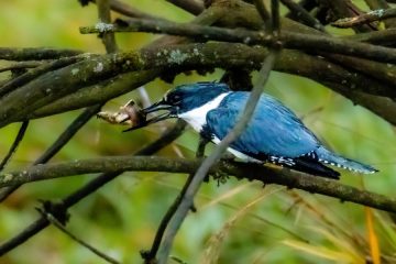 Belted Kingfisher