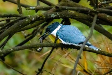 Belted Kingfisher