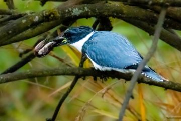 Belted Kingfisher