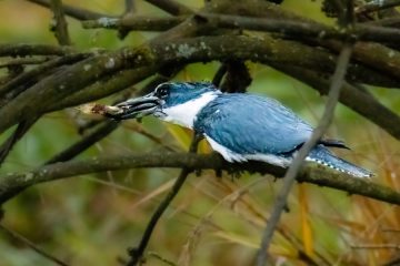 Belted Kingfisher