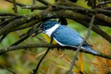Belted Kingfisher