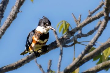 Belted Kingfisher - Female