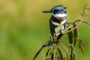 Belted Kingfisher - Female