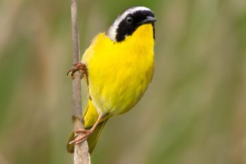 Common Yellowthroat - male