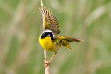 Common Yellowthroat - male