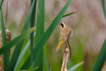Common Yellowthroat - male