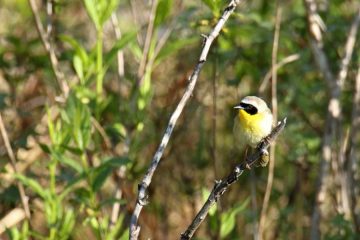 Common Yellowthroat Warbler