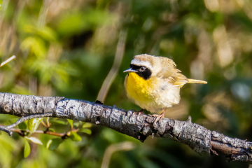Common Yellowthroat Warbler