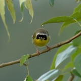 Common Yellowthroat - male