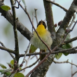 Common Yellowthroat - male