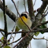 Common Yellowthroat - male