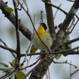 Common Yellowthroat - male