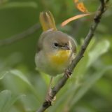 Common Yellowthroat - female