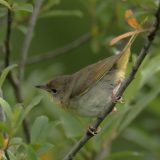 Common Yellowthroat - female