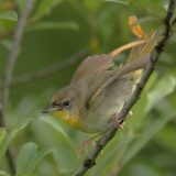 Common Yellowthroat - female