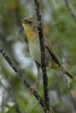 Common Yellowthroat - female