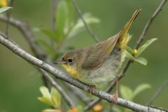 Common Yellowthroat - female