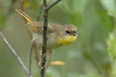 Common Yellowthroat - female