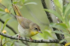 Common Yellowthroat - female