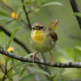 Common Yellowthroat - female