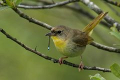 Common Yellowthroat - female