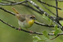 Common Yellowthroat - female