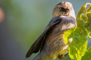 Bushtit
