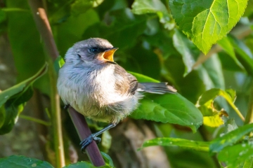 Bushtit