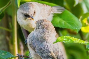 Bushtit
