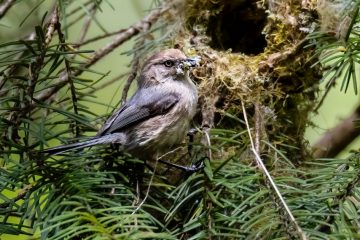 Bushtit